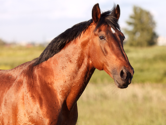 Are you thinking of putting your Mare in foal?
