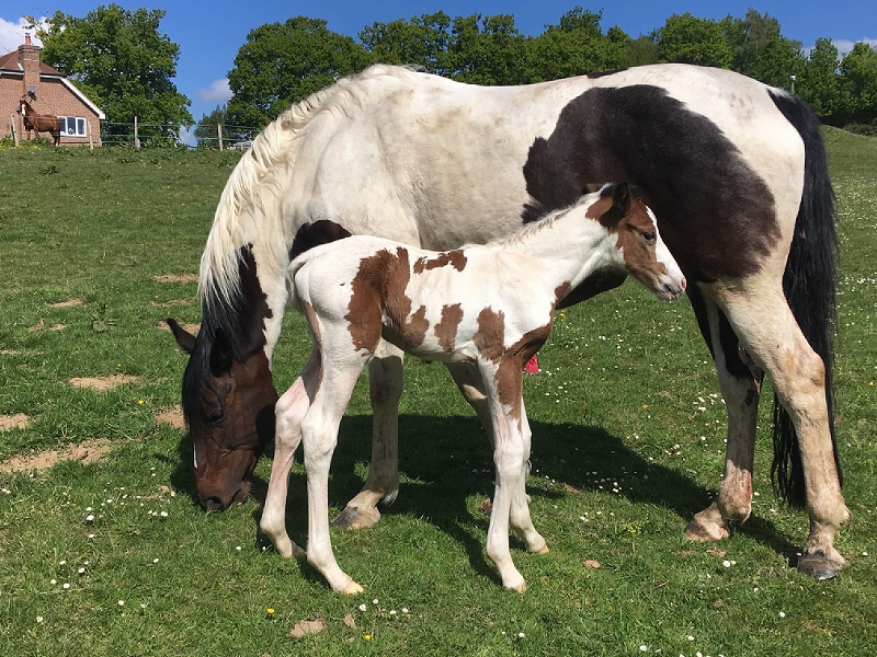 Thinking Of Putting Your Mare In Foal?
