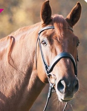 Endoscopy in horses