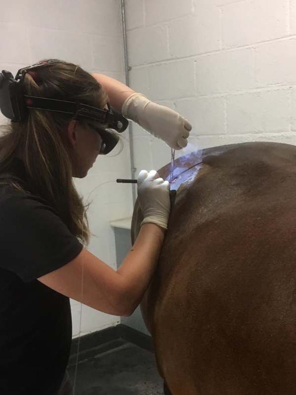 Laser Surgery As A Treatment For Sarcoids In Horses