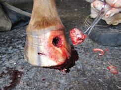 What is keratoma in horses