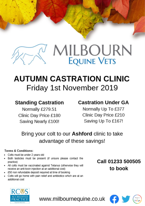 Castration clinic autumn 2019