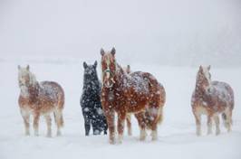 winter horse healthcare clip image002