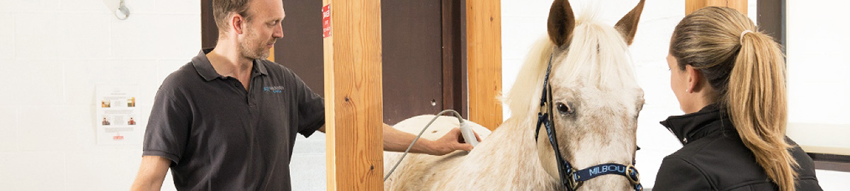 Microchipping your horse at Milbourn Equine Vets in Kent